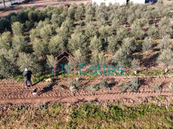 Terreno en calle Ojalvo