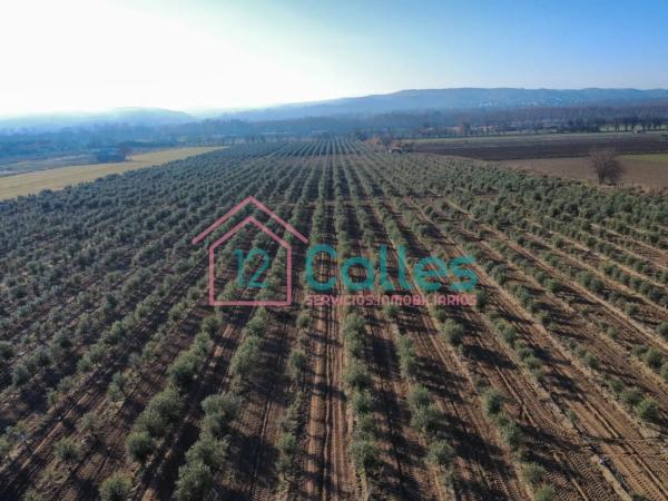 Terreno en calle Ojalvo