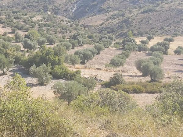 Terreno en calle Buenavista s/n