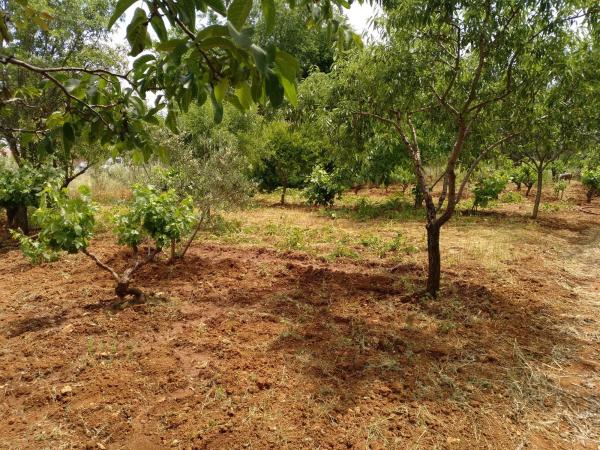 Terreno en avenida Central, 1