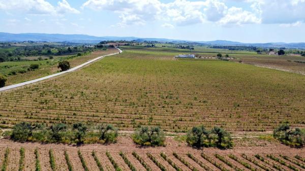 Terreno en guardiola