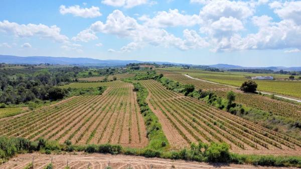 Terreno en guardiola