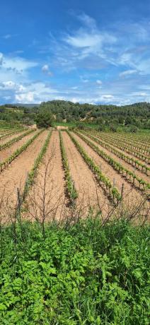 Terreno en Sant Quintí de Mediona