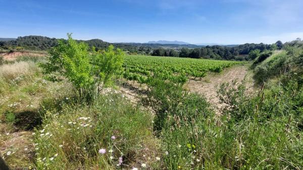 Terreno en Sant Quintí de Mediona