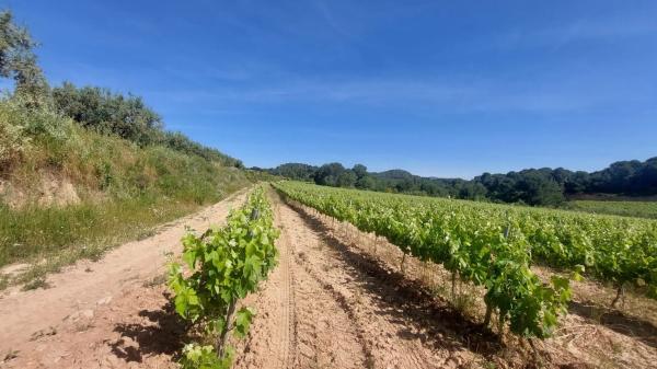 Terreno en Sant Quintí de Mediona