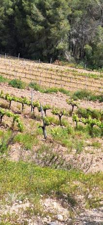 Terreno en Sant Quintí de Mediona