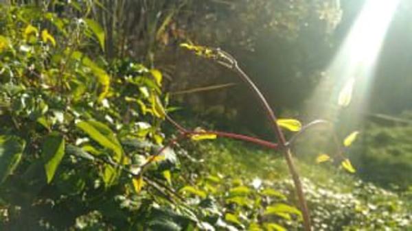 Terreno en calle Mossèn Jacint Verdaguer