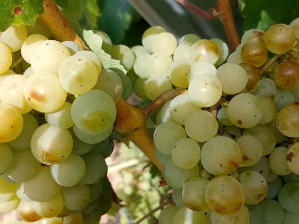 Terreno en Pol. Ind. Domenys