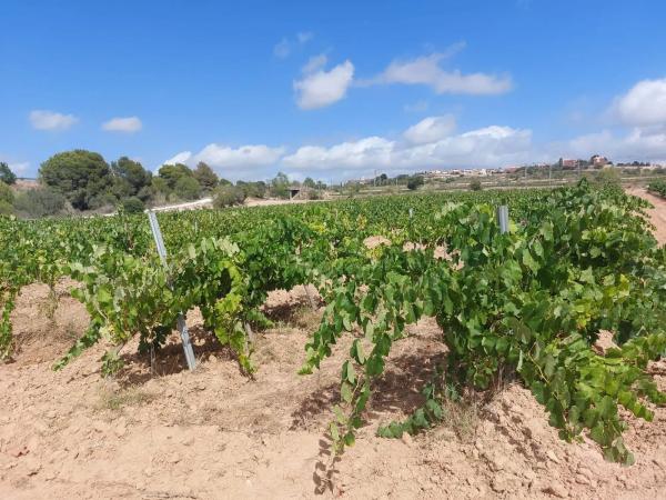 Terreno en Pol. Ind. Domenys