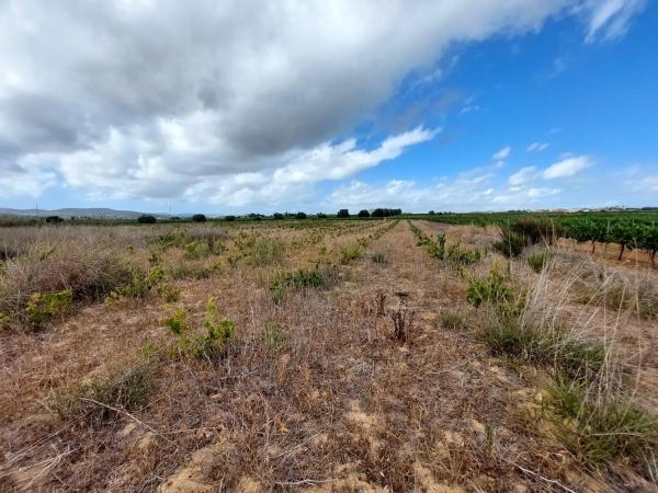 Terreno en Castellví de la Marca