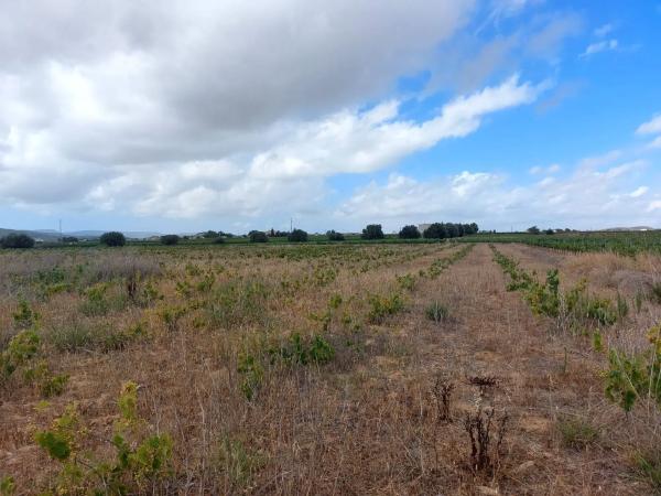 Terreno en Castellví de la Marca