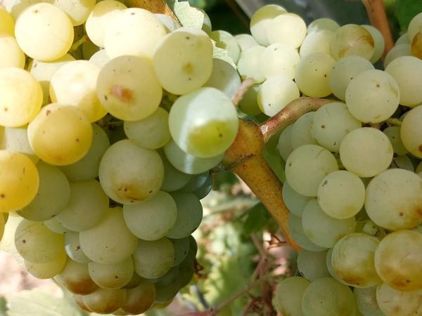 Terreno en Pol. Ind. Domenys