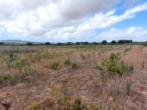 Terreno en Castellví de la Marca