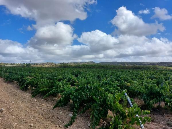 Terreno en Pol. Ind. Domenys