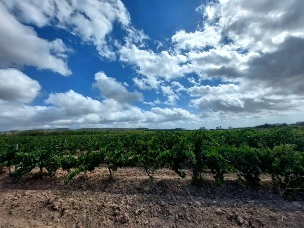 Terreno en Pol. Ind. Domenys