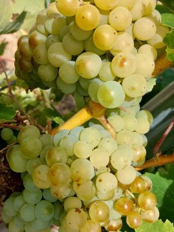 Terreno en Pol. Ind. Domenys