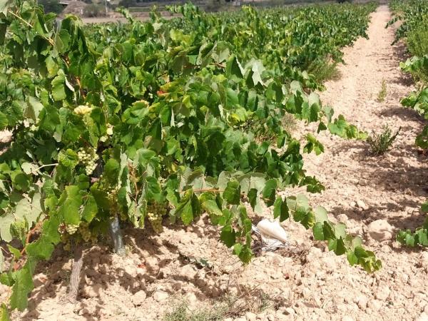 Terreno en Pol. Ind. Domenys