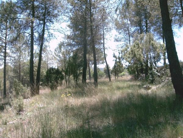 Terreno en Pontonets, 12