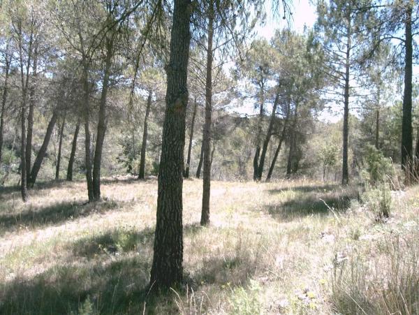 Terreno en Pontonets, 12