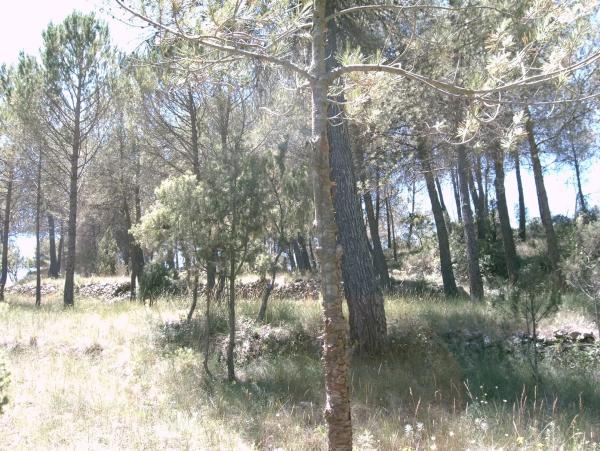 Terreno en Pontonets, 12