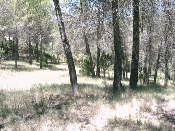 Terreno en Pontonets, 12