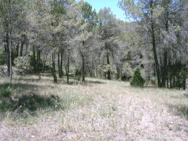 Terreno en Pontonets, 12