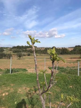Terreno en paseo del Cava, 36