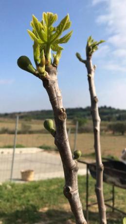 Terreno en paseo del Cava, 36