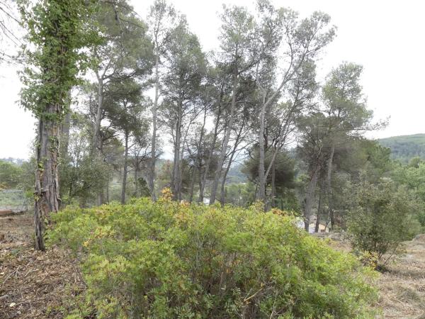 Terreno en calle Francolí, 33