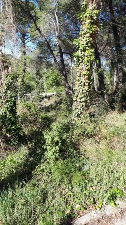 Terreno en calle de l'Oreneta
