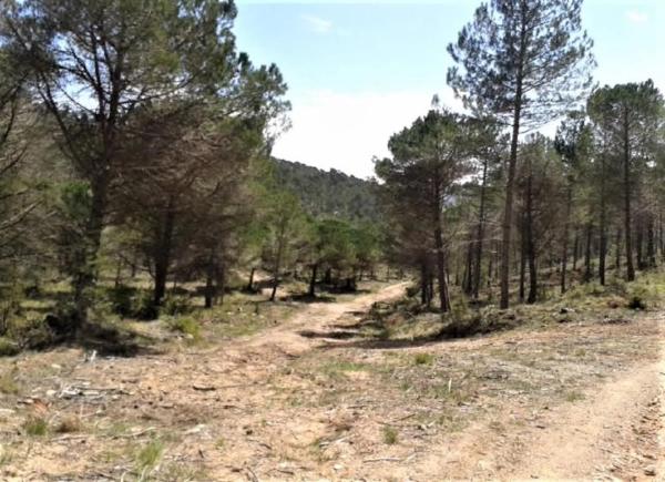 Terreno en Urbanitzacio la Rimbalda