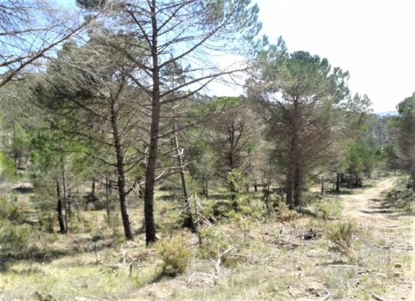 Terreno en Urbanitzacio la Rimbalda