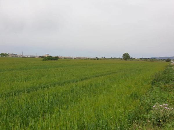 Terreno en Barceloneta - Molí d'En Rovira