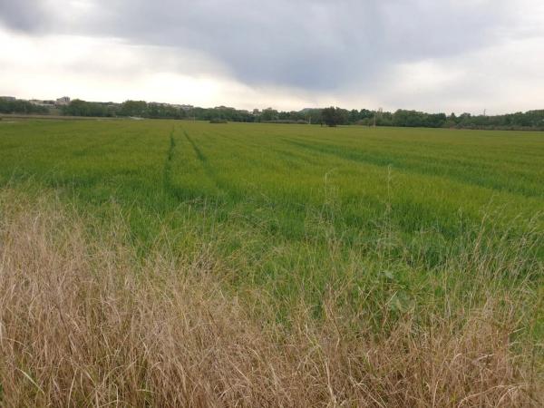 Terreno en Barceloneta - Molí d'En Rovira