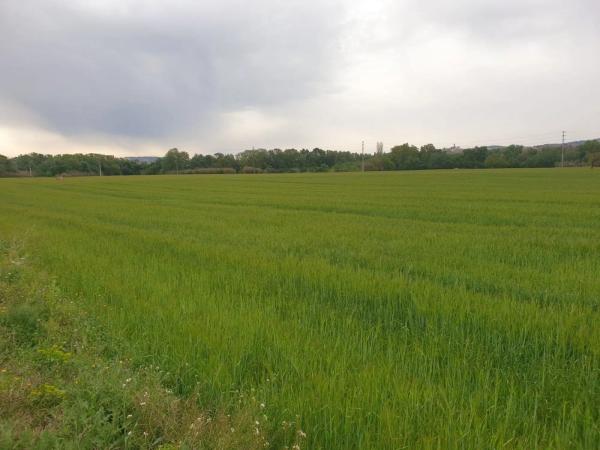Terreno en Barceloneta - Molí d'En Rovira
