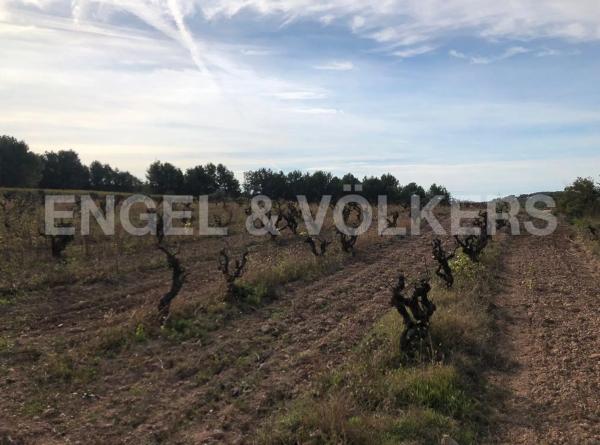 Terreno en Avinyonet del Penedès