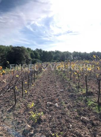 Terreno en Avinyonet del Penedès