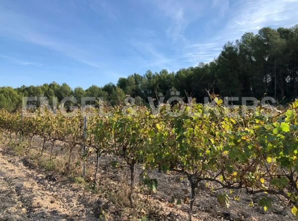 Terreno en Avinyonet del Penedès