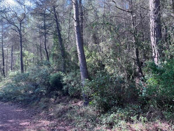Terreno en carretera Bv-2136 s/n