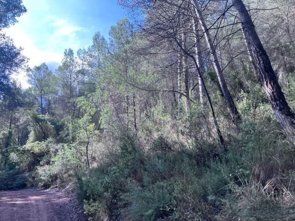 Terreno en carretera Bv-2136 s/n
