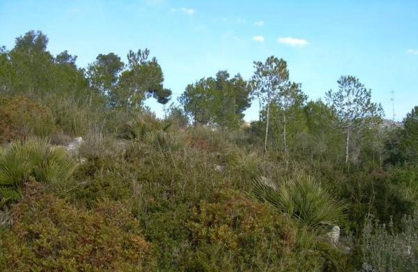 Terreno en Avinyonet del Penedès