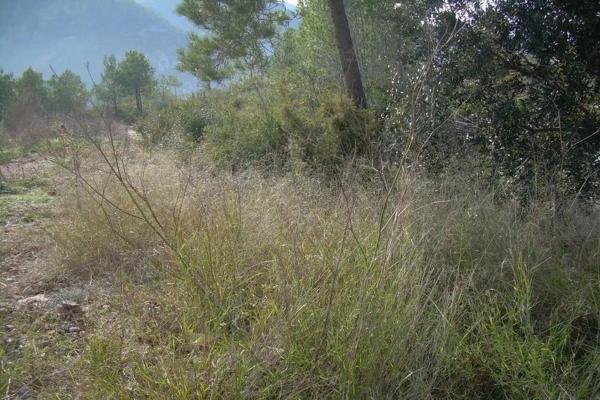 Terreno en Avinyonet del Penedès