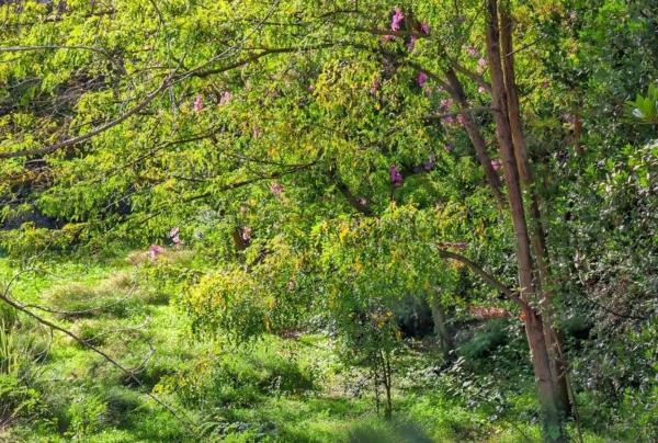 Terreno en calle les Figueretes