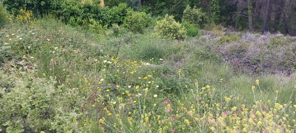 Terreno en C/ Pensament, 321