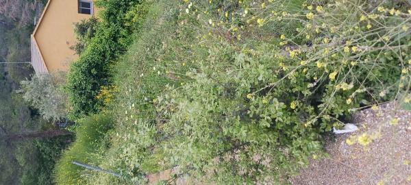 Terreno en C/ Pensament, 321