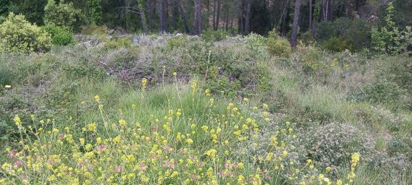 Terreno en C/ Pensament, 321