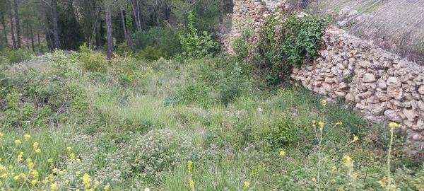 Terreno en C/ Pensament, 321