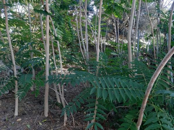 Terreno en calle Anoia, 824