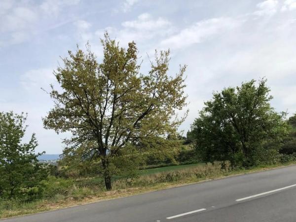 Terreno en calle Orses