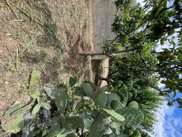 Terreno en Cabrera d'Anoia